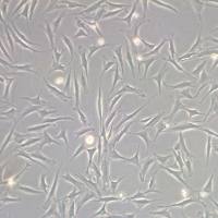 小鼠脑膜细胞系、永生化小鼠脑膜细胞