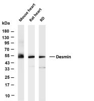 Desmin (PT0832R) PT® Rabbit mAb