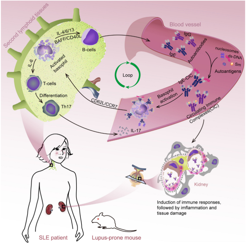 SLE模型新突破，助力破解药物评价难题