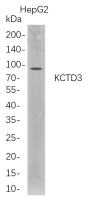 KCTD3 (PT0783R) PT® Rabbit mAb