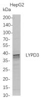 LYPD3 (PT0801R) PT® Rabbit mAb