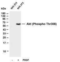 Akt (Phospho Thr308) (PT0722R) PT® Rabbit mAb