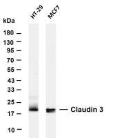 Claudin 3 (PT0850R) PT® Rabbit mAb