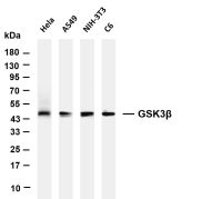 GSK3β (PT0816R) PT® Rabbit mAb