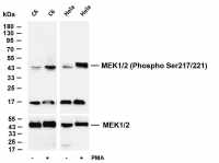 MEK1/2 (Phospho Ser217/221) (PT0747R) PT® Rabbit mAb