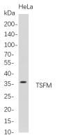 TSFM (PT0800R) PT® Rabbit mAb