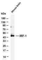 IRF-1 (PT0828R) PT® Rabbit mAb