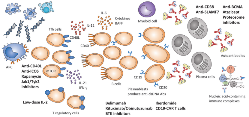 SLE模型新突破，助力破解药物评价难题