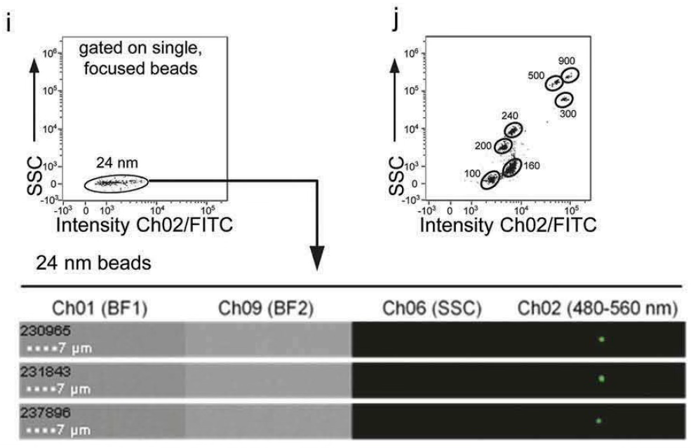 Cytek® Amnis®量化成像流式技术应用--检测细胞外囊泡的全能利器