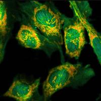 GATTA-Cells 3色荧光寿命成像标准片