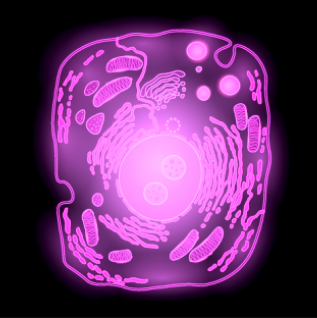 GATTA-CELLS NIR近红外细胞成像标准片