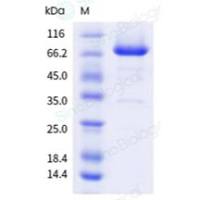 Wnt3a重组蛋白|Recombinant Wnt Surrogate Protein (Fc Tag)