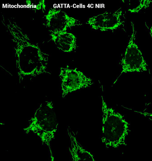 GATTA-CELLS NIR近红外细胞成像标准片