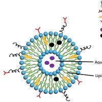 脂质体包裹金丝桃素 Liposome@Hypericin