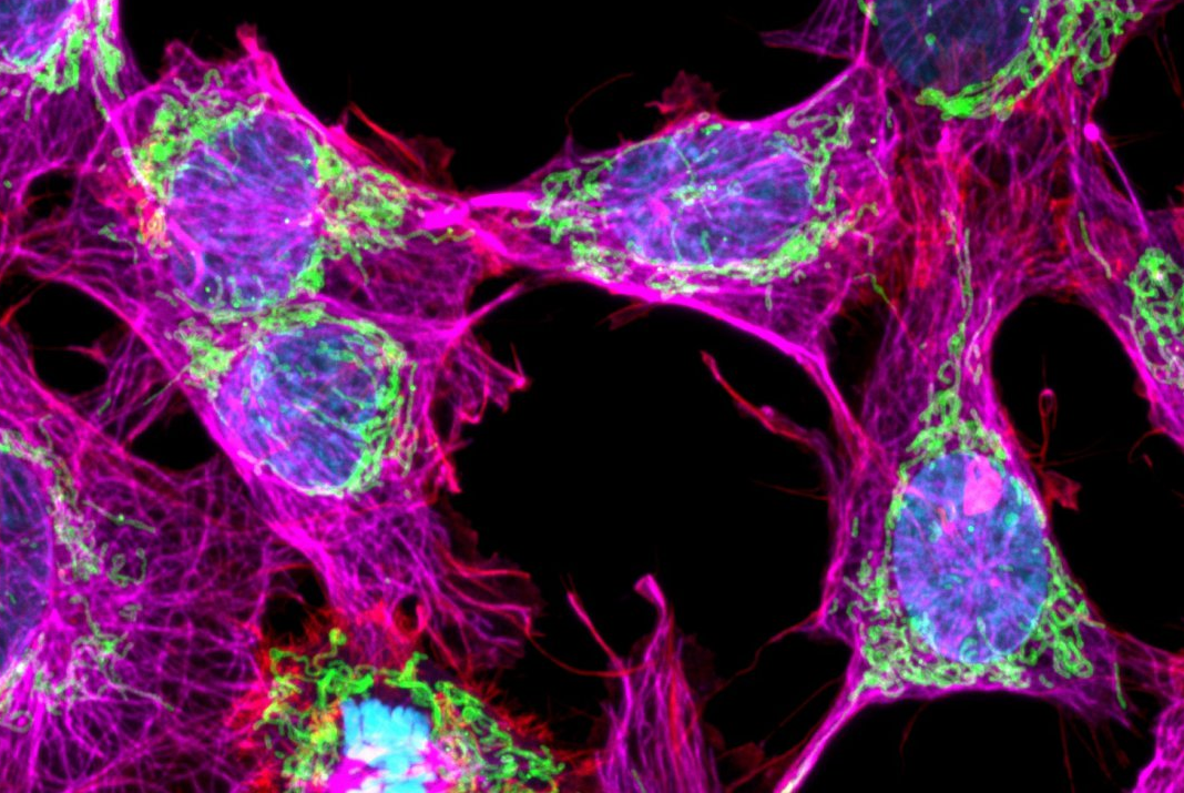 GATTA-CELLS NIR近红外细胞成像标准片