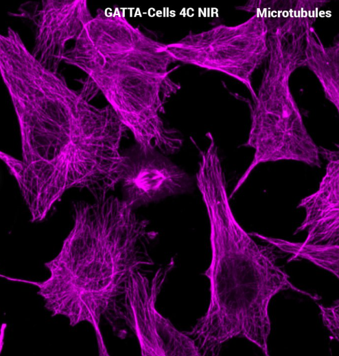 GATTA-CELLS NIR近红外细胞成像标准片