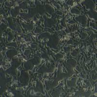 SK-N-FI(人神经母细胞瘤细胞)