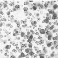 FGF-10重组蛋白|Recombinant Human FGF10 / KGF2 Protein