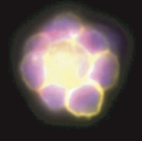 Science实力诠释！Amnis®成像流式技术 - 检测红细胞岛的全能利器