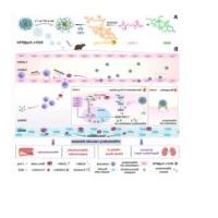 负载布地奈德和L-精氨酸的多糖酸纳米颗粒 BUD/L-Arg@PSA 