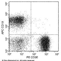 CD3 epsilon鼠单抗