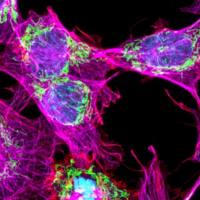 GATTA-CELLS NIR近红外细胞成像标准片