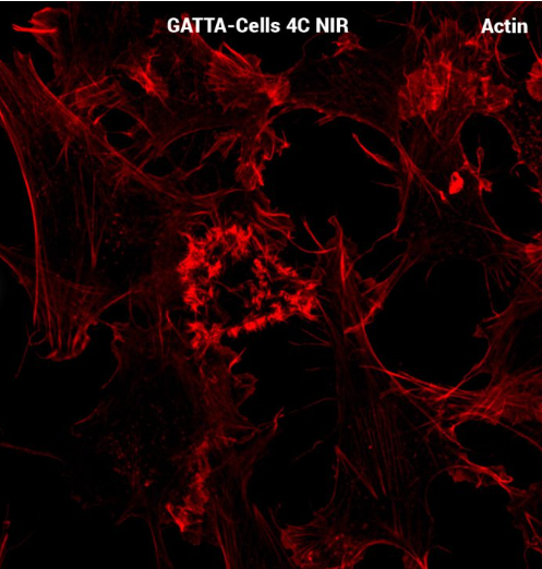 GATTA-CELLS NIR近红外细胞成像标准片