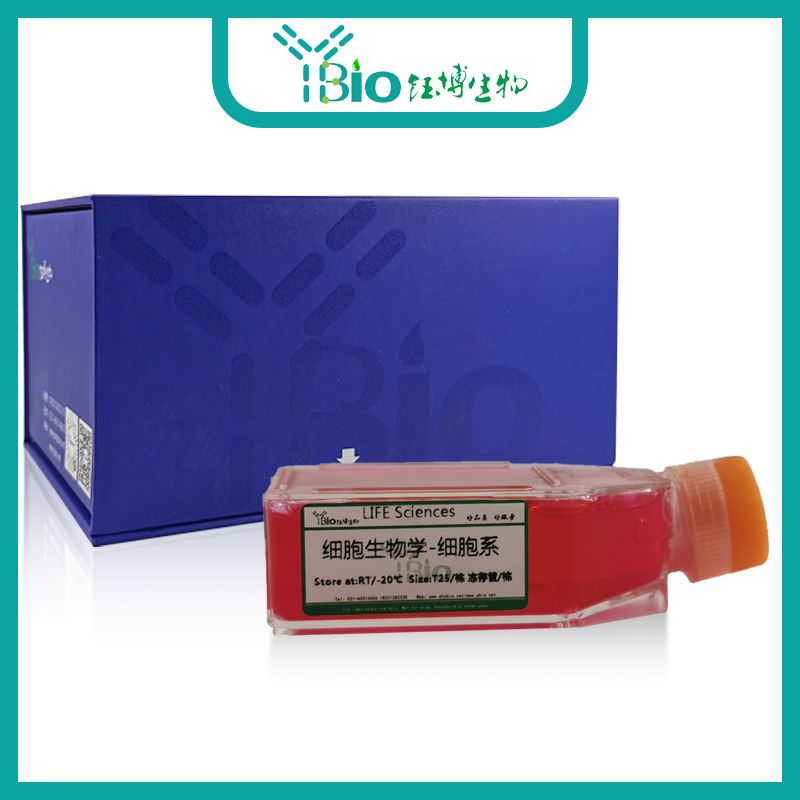 VMRC-RCW(人肾癌细胞)