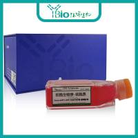 SK-N-FI(人神经母细胞瘤细胞)