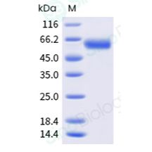 重组人 4-1BB/CD137 蛋白