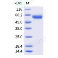 重组人 4-1BB/CD137 蛋白