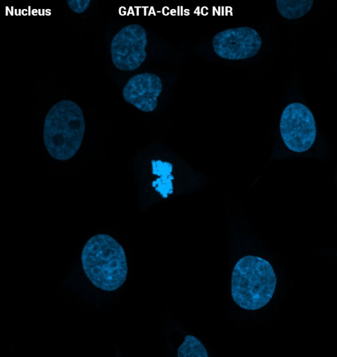 GATTA-CELLS NIR近红外细胞成像标准片