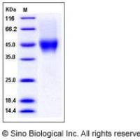 重组人 CD16a (176 Val)蛋白