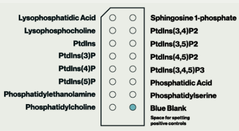 磷脂酰肌醇PIP Strips试纸条，科研品质低价享