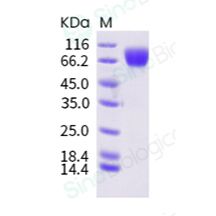 重组人 c-Kit 蛋白
