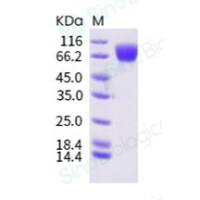 重组人 c-Kit 蛋白