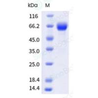 重组人 PD-L1 蛋白 (Fc Tag)
