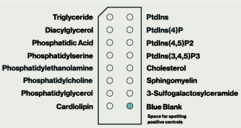 膜脂质膜条Membrane Lipid Strips限时促销，囤货好时机