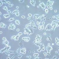 默克Merck MCF-7 BUS Human Invasive Ductal Carcinoma Cell Line