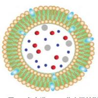 脂质体纳米颗粒包裹唑来膦 酸  Liposome@ZOL