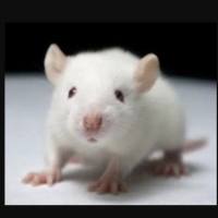 雨蛙素诱导小鼠慢性胰腺炎模型服务