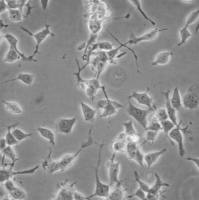 默克Merck N2A Psen1/Psen2 Double Knockout Mouse Neuroblastoma Cell Line