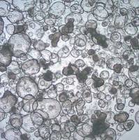 3dGRO® Colon Intestinal Organoids, Age 56 (Prep 84-C)