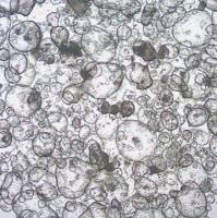 3dGRO® Colon Intestinal Organoids, Age 62 (Prep 85-C)