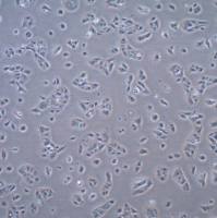 默克Merck Huh-7.5 TetON Doxycycline Inducible Human Hepatoma Cell Line