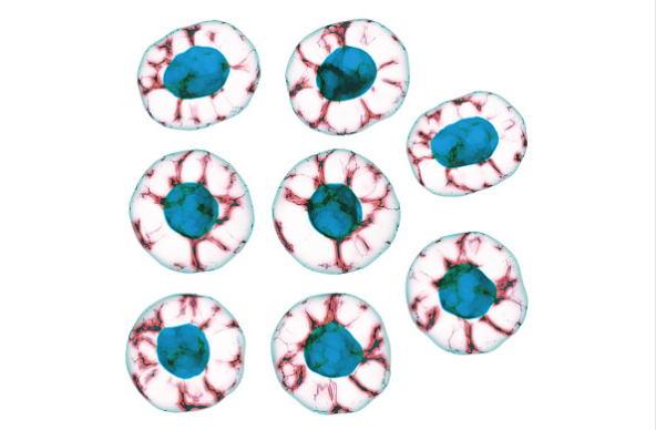 细胞骨架染色的技术背景