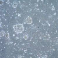 默克Merck 721.221 Human HLA Negative B-Lymphoblastoid Cell Line