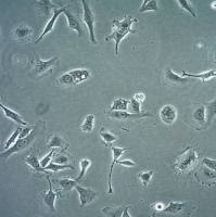 默克Merck SK-MEL-37 Human Melanoma Cell Line