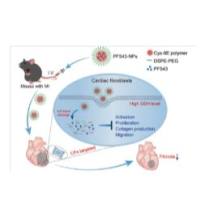 GSH响应性纳米颗粒包裹鞘氨醇激酶1抑制剂PF543 GSH NPs@PF543