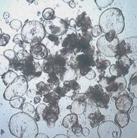 3dGRO® Colon Intestinal Organoids, Age 45 (Prep 83-C)